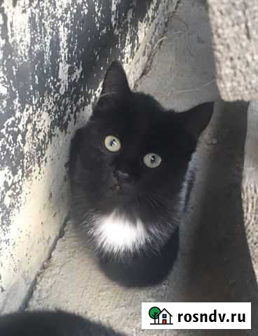 Отдам двух котят Шадринск - изображение 1