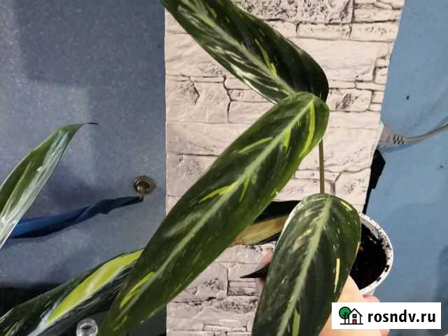 Строманта отростки Иркутск - изображение 1