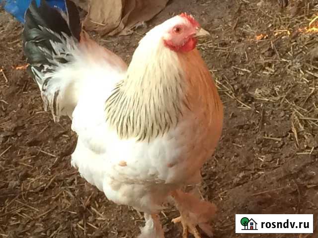 Молодые петухи Аксубаево - изображение 1