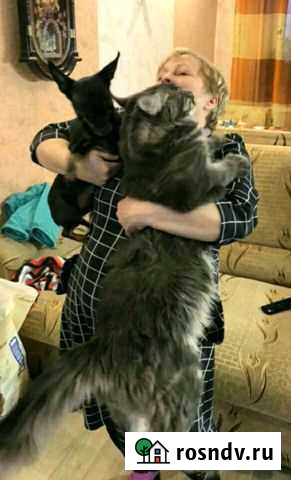 Котята мейн-кун Тюмень - изображение 1