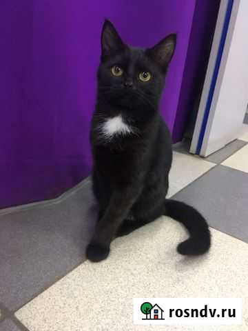 Кошечка в поиске дома Саранск - изображение 1