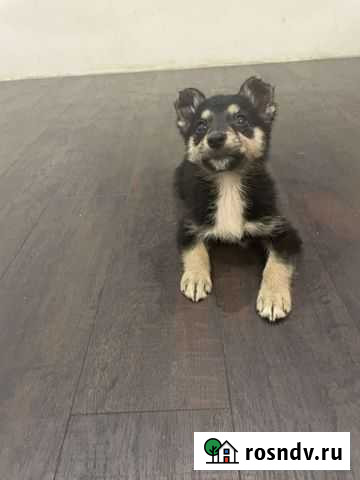 Щенки Тольятти - изображение 1