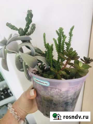 Ассорти из кактусов и сукулентов Севастополь - изображение 1