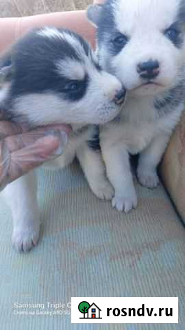 Сибирский хаски Улан-Удэ - изображение 1