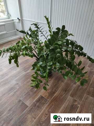 Замиокулькас Сочи - изображение 1