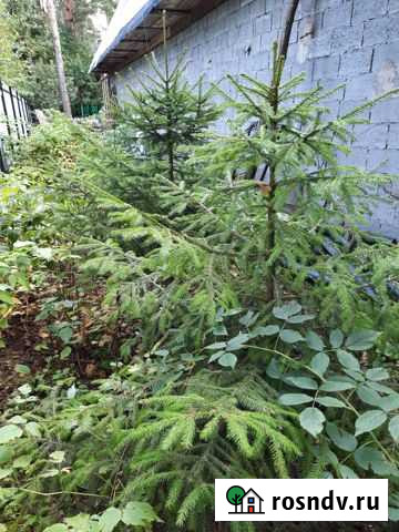 Ель колючая для живой изгороди Всеволожск - изображение 1