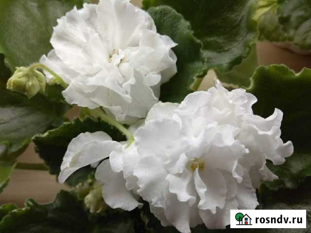 Детки сортовых фиалок Муром - изображение 1