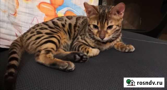 Бенгальская кошка Надым - изображение 1