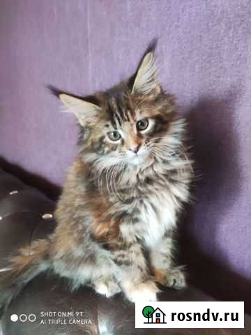 Котята мейн-кун Анапа - изображение 1