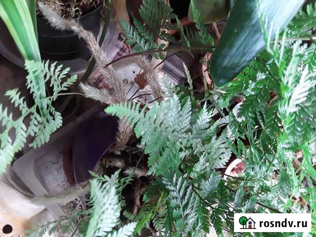 Папоротник комнатный,драцена, фикусы монстера и др Луховицы - изображение 1