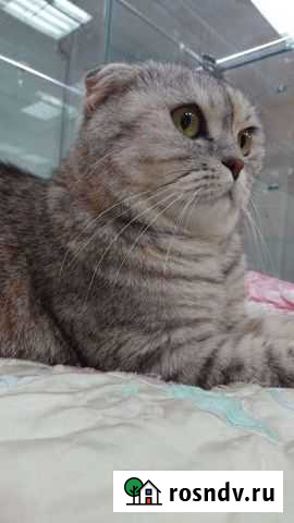 Отдадим Шотландская вислоухая Киров - изображение 1