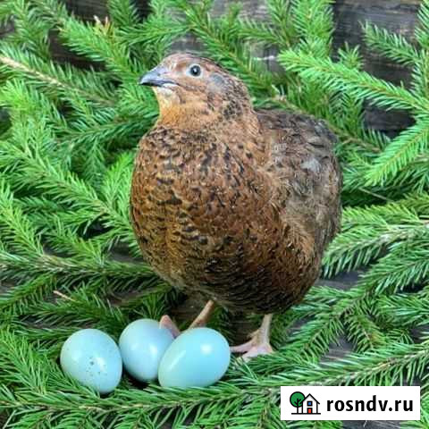 Перепела породы Селадон Краснодар - изображение 1