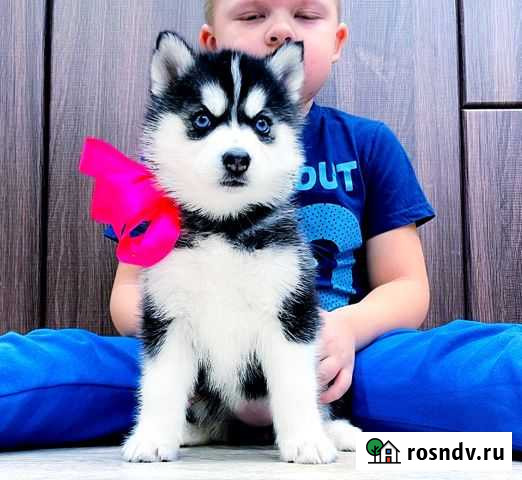 Голубоглазые Шикарные Хаски Уфа - изображение 1