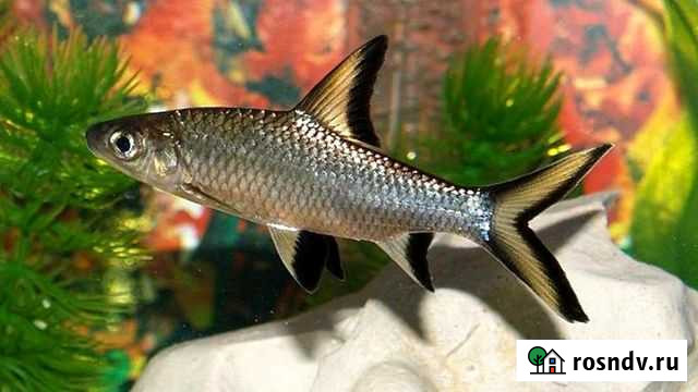 Аквариумные рыбки Владимир - изображение 1