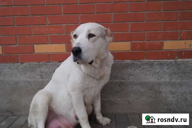 Щенки среднеазиатской овчарки Абакан - изображение 1