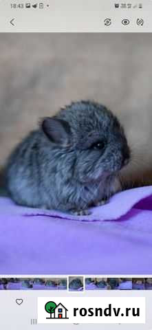 Шиншилла Самара - изображение 1