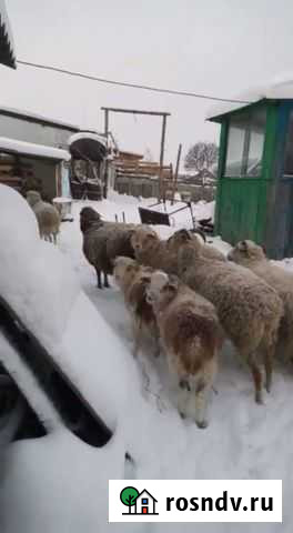 Овцы Реж - изображение 1