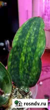 Сансевиерия Masoniana variegated Майкоп