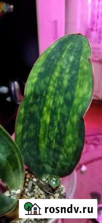Сансевиерия Masoniana variegated Майкоп - изображение 1