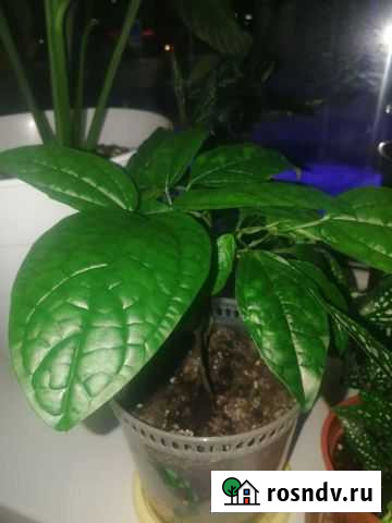 Клеродендрум томпсона Владимир - изображение 1