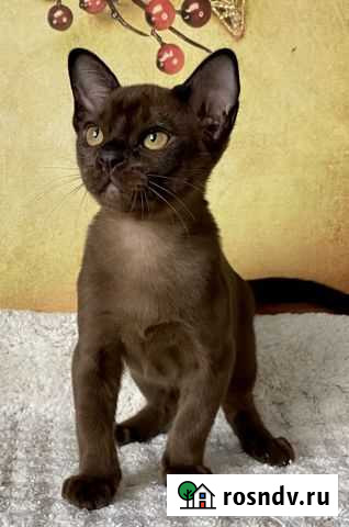 Бурманская Набережные Челны - изображение 1