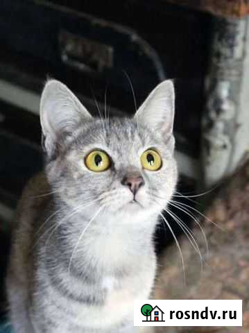 Мини Ваниль Ангарск - изображение 1