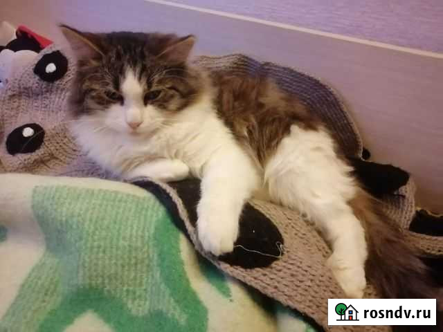 Котик Дюшес Тверь - изображение 1