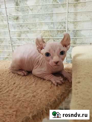 Детки эльф Новороссийск - изображение 1