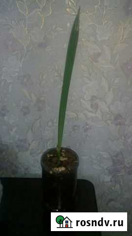 Пальма финиковая Барнаул - изображение 1