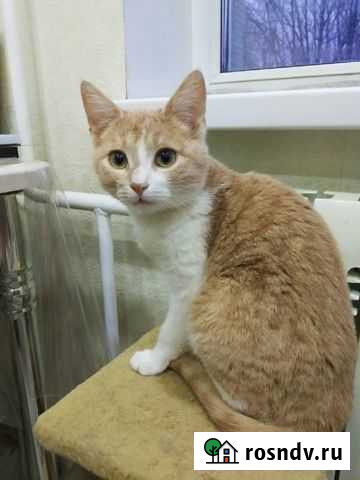 Маленький котик Старый Оскол - изображение 1