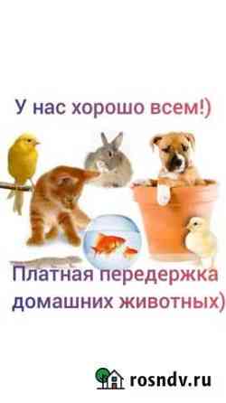 Передержка животных Череповец