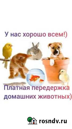 Передержка животных Череповец - изображение 1