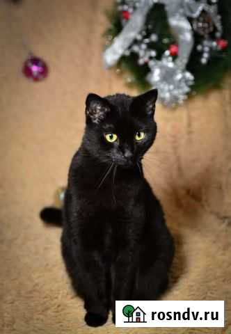 Отдам котика Перца Петропавловск-Камчатский - изображение 1