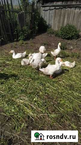 Гуси линда Кромы - изображение 1