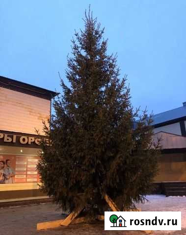 Живые новогодние ёлки и сосны от 2м до 7м Пермь - изображение 1
