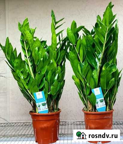 Замиокулькас Симферополь - изображение 1