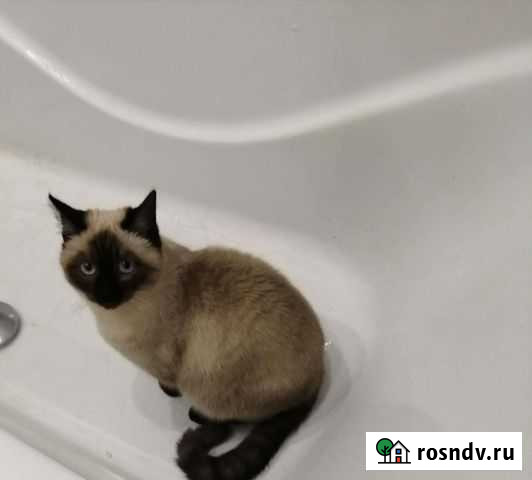 Кошка в дар сиамская Котовск - изображение 1