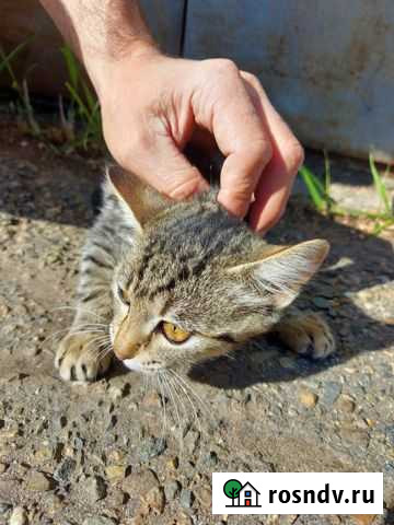 Кошечка в добрые руки Краснодар - изображение 1