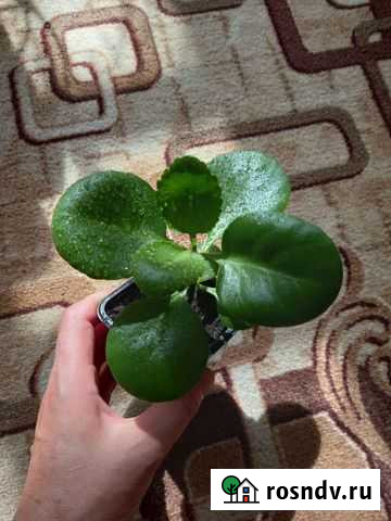 Комнатные цветы - каланхоэ Нехаевская - изображение 1