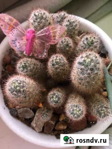 Кактусы и алое Лермонтов - изображение 1