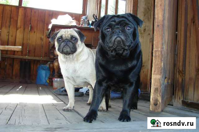 Вязка Мопс Новокузнецк - изображение 1