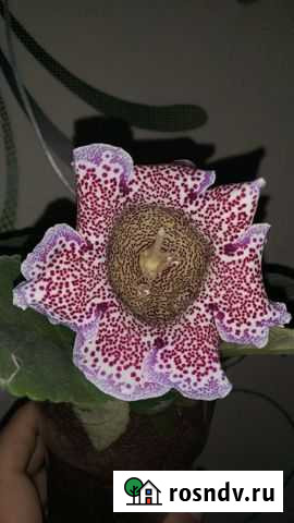 Глоксиния, клубень Мытищи - изображение 1