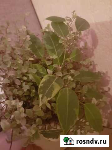 Фикус Тверь - изображение 1