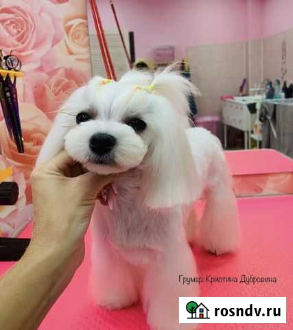 Стрижки собак и кошек Груминг (квалифиц. мастер) Воронеж - изображение 1