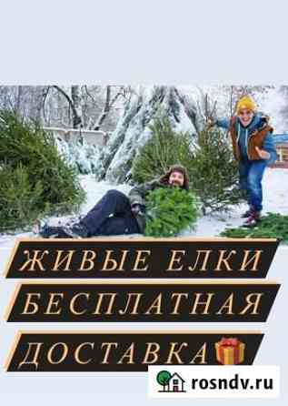 Ель Иркутск