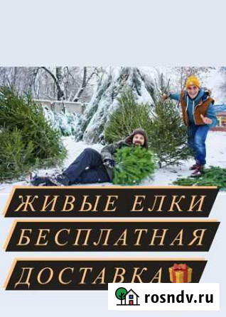 Ель Иркутск - изображение 1