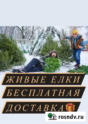 Ель Иркутск - изображение 1