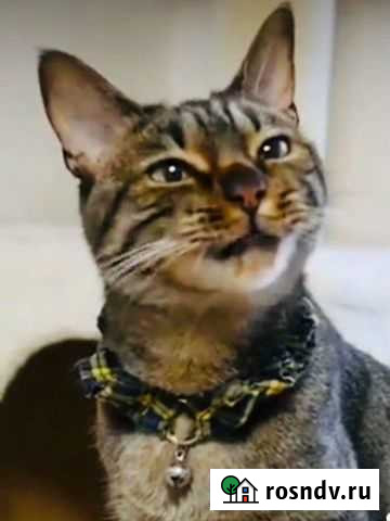 Бенгальская кошка бесплатно Волгоград - изображение 1