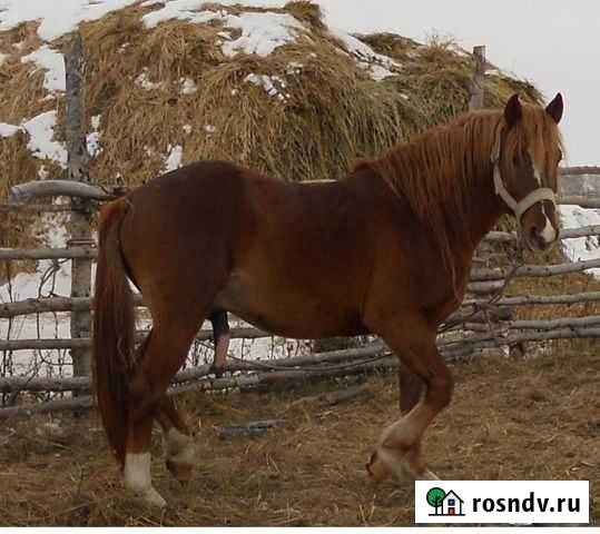 Жеребец-производитель Славгород - изображение 1