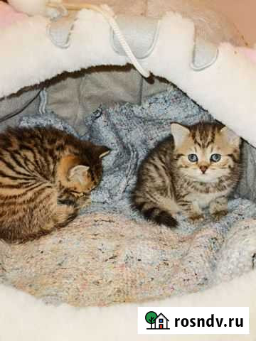 Шотландские котята тигровый окрас Чебоксары - изображение 1
